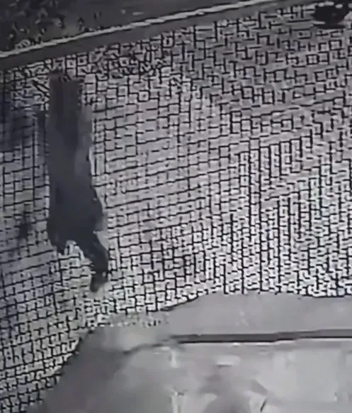 Лесного кота сняла домашняя камера во дворе жителя Приамурья