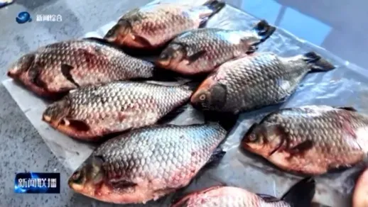 Ценная рыба: карасей из России впервые завезла компания из приграничного Китая