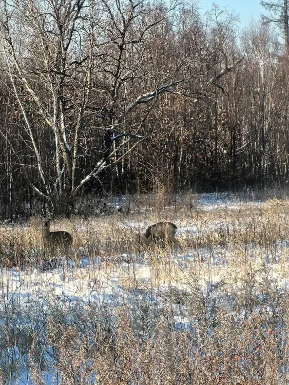 Косули попали в объектив фотографов в Ромненском округе