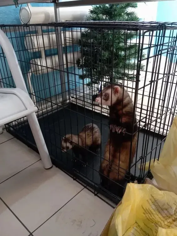 Сурикат и хорьки прошли вакцинацию от бешенства в Амурской области