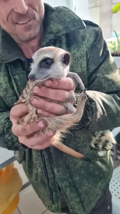 Сурикат и хорьки прошли вакцинацию от бешенства в Амурской области