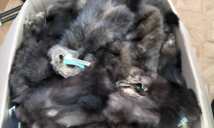 Шкурки соболя из Амурской области отправили на международный аукцион