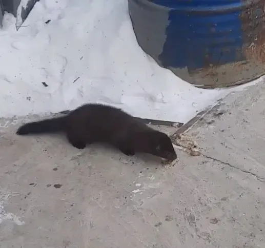 Удачливая норка нашла свое "кафе" в Сковородинском округе