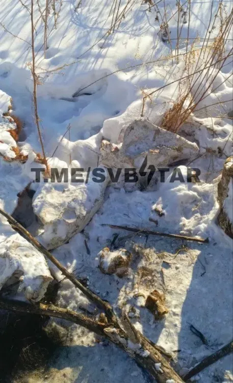 Свалку с останками животных обнаружили у дороги в Свободном