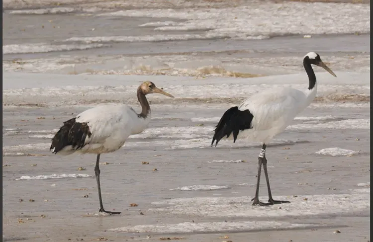 Японских журавлей из Приамурья сняли на камеру в месте зимовки 