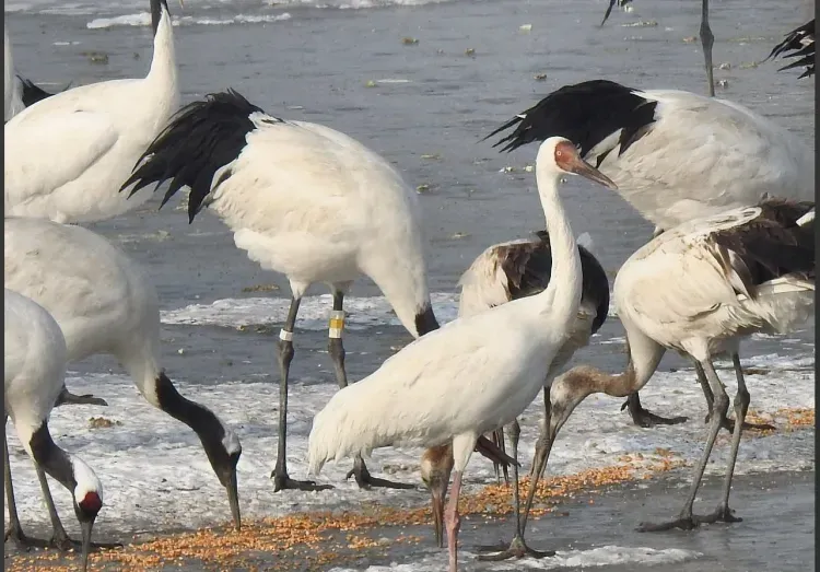 Японских журавлей из Приамурья сняли на камеру в месте зимовки 