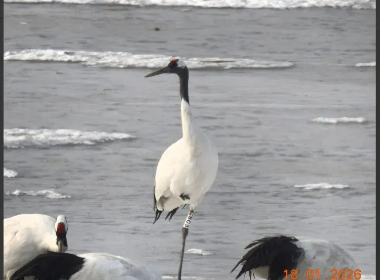 Японских журавлей из Приамурья сняли на камеру в месте зимовки 