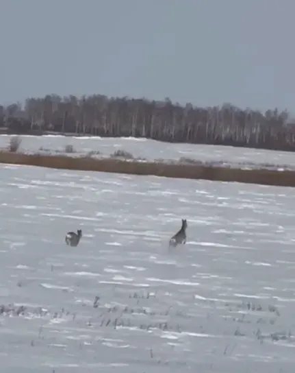 Бегущие косули попали на видео в Ивановском округе в Приамурье