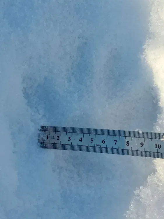 Отпечатки лап собаки приняли за следы тигра