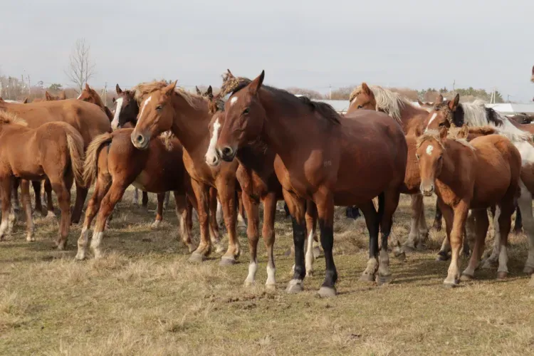 Конный спорт и фотосессии: амурчане разводят лошадей на дальневосточных гектарах