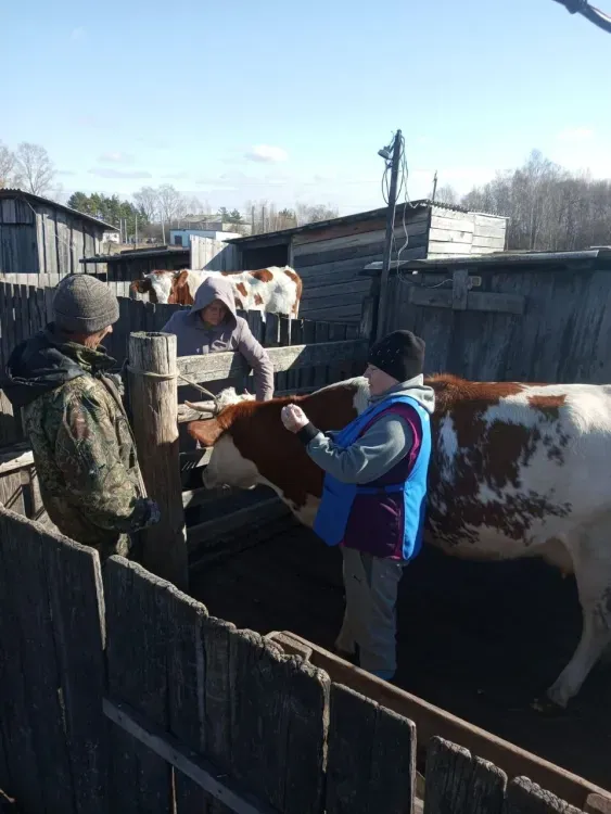 Вакцинация сельскохозяйственных животных от бешенства началась в Приамурье