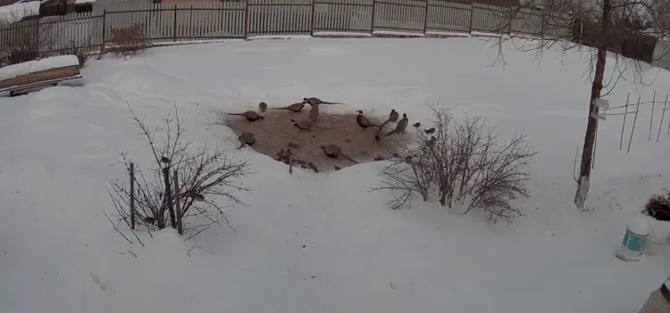 Фазаны стали частыми гостями на подкормочной площадке в селе Верхнеблаговещенском