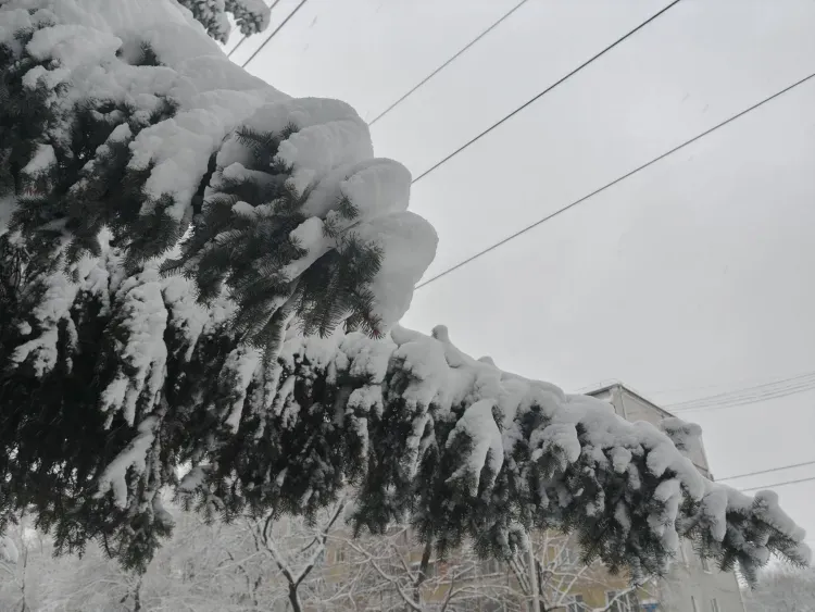 Сезон охоты на кабаргу и дикого северного оленя завершился в Приамурье
