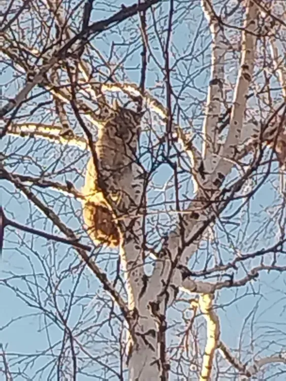 Рысь вновь вышла к людям: амурчане сфотографировали дикую кошку