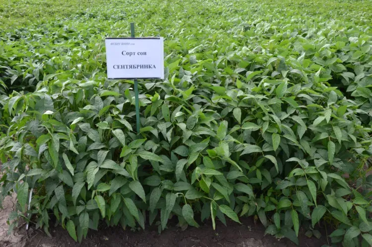 Сентябринка на первом месте: лидером по стране стала соя из Амурской области