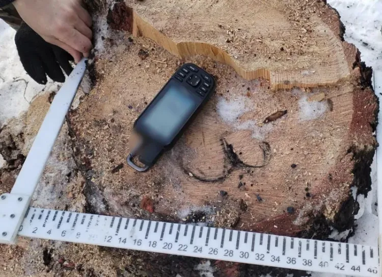 Дело о незаконной вырубке трех лиственниц на 63 тысячи рублей расследуют в Тынде 