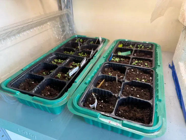 От бархатцев до сурфинии: на клумбы Белогорска высадят 80 тысяч цветов