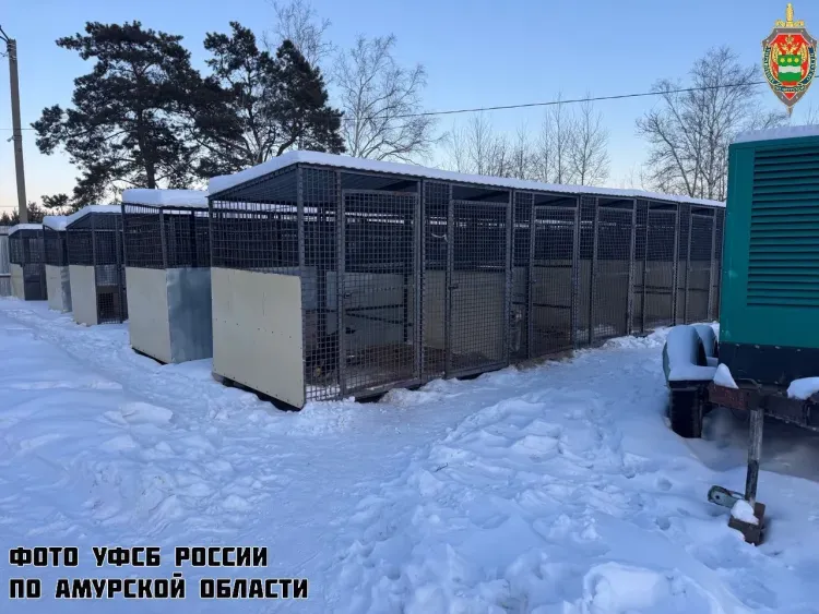 Крупное хищение выявили в приюте для животных в Шимановске