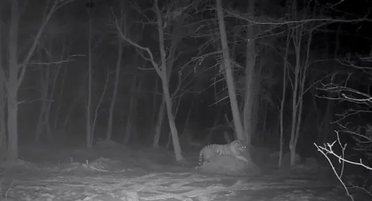 Тигр устроил себе персональную кровать на копне сена в Приморье