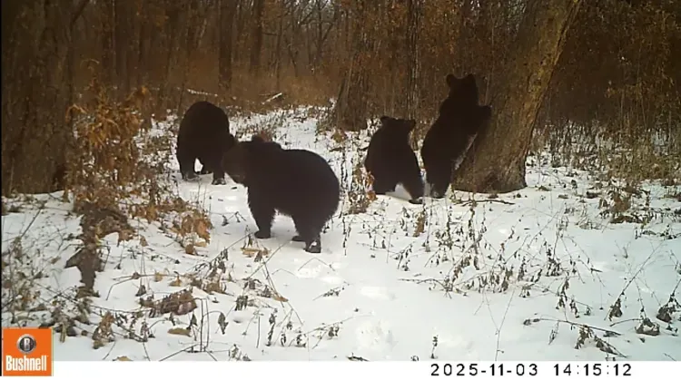 Лесная камера засняла семейство медвежат в Приамурье