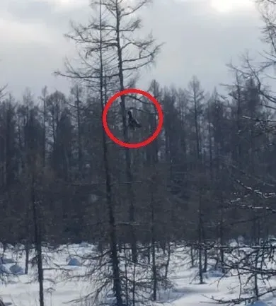 Задумчивый глухарь попал на фото в Гербиканском заказнике