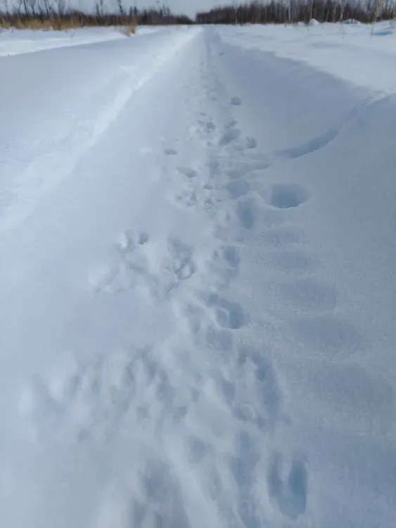 Волчьи следы в Ташинском заказнике сфотографировали амурские охотоведы
