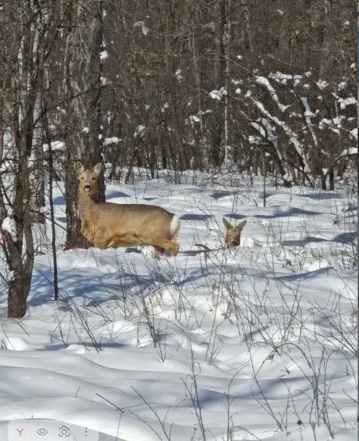 Косули измерили сугробы в Амурской области