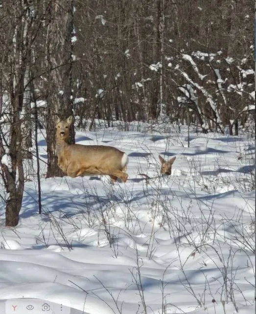 Косули в Приамурье оказались в снежном плену