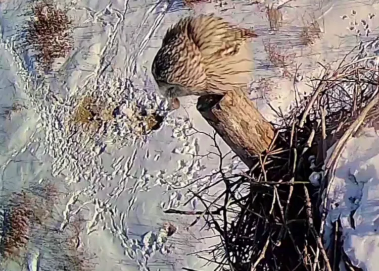 Сова с мышью в клюве попала на камеру в Приамурье