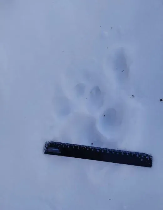 Тигр несколько лет живет по соседству с людьми в Приамурье