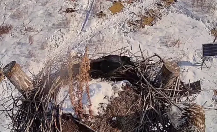 Стычка вороны и канюка попала на камеру в Приамурье