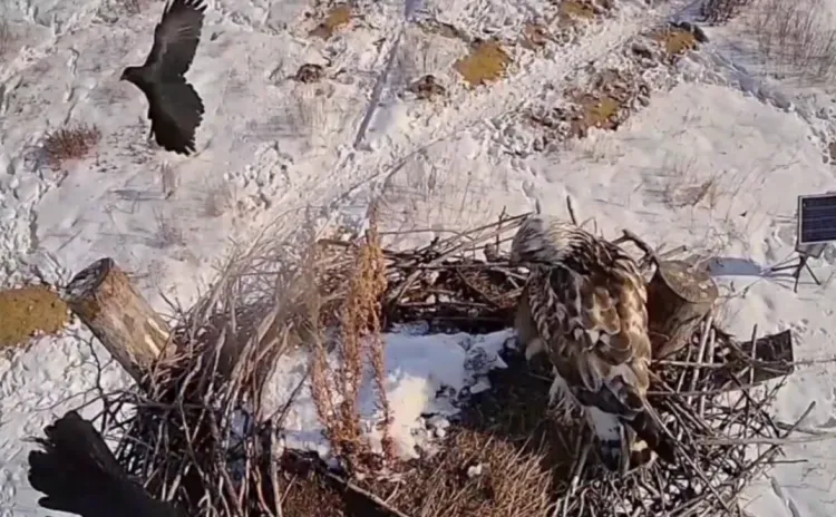 Стычка вороны и канюка попала на камеру в Приамурье