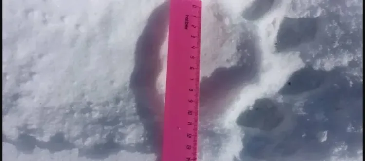 Тигр из Амурской области экономит энергию: специалисты объяснили его поведение