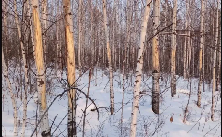Ободранные лосем деревья показали эксперты