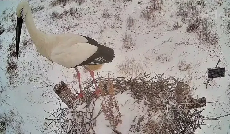 Весна в Амурской области: прилетели первые аисты
