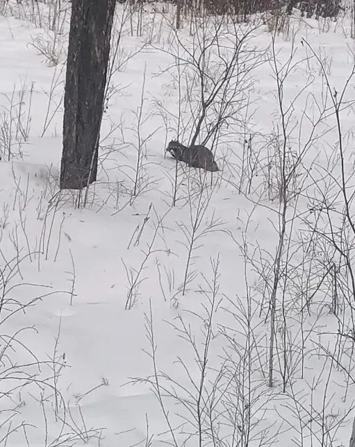 Признак весны: полусонная енотовидная собака прогулялась в Ромненском округе