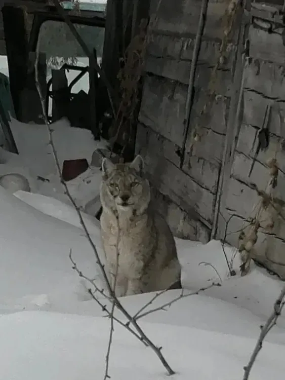 Рысь уже неделю гуляет по окрестностям одного из сел в Приамурье