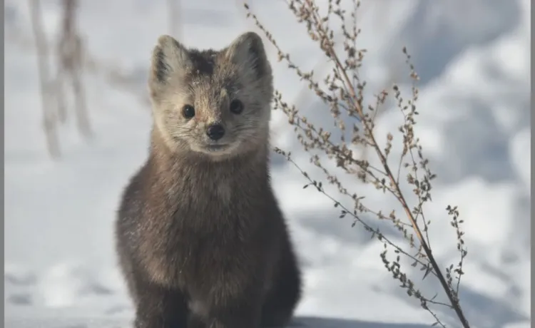 Соболь - грозный хищник тайги, который любит десерты