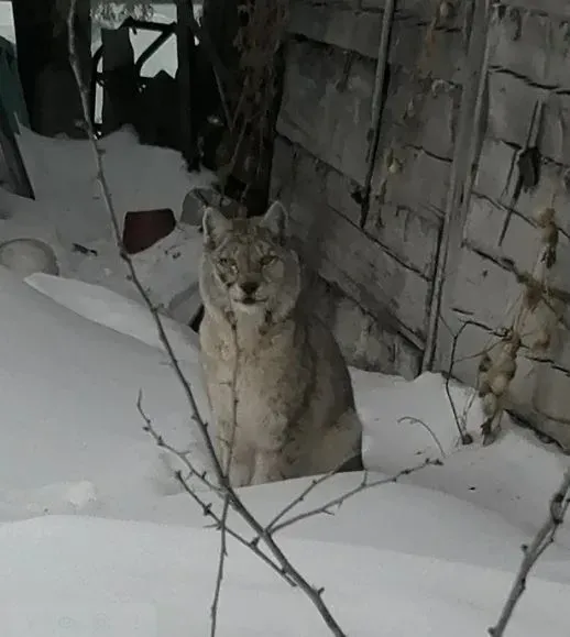 Рысь ушла из Свободного после попыток ее отловить