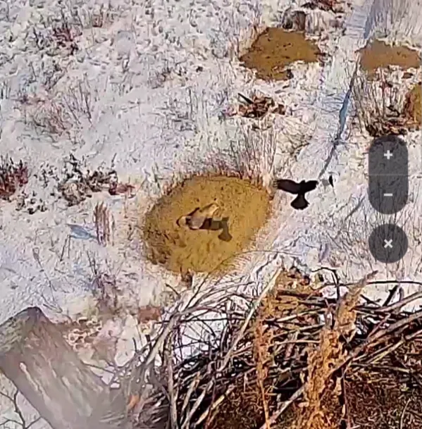 Назойливые вороны, мешавшие лисе отдыхать, попали на видео в Приамурье