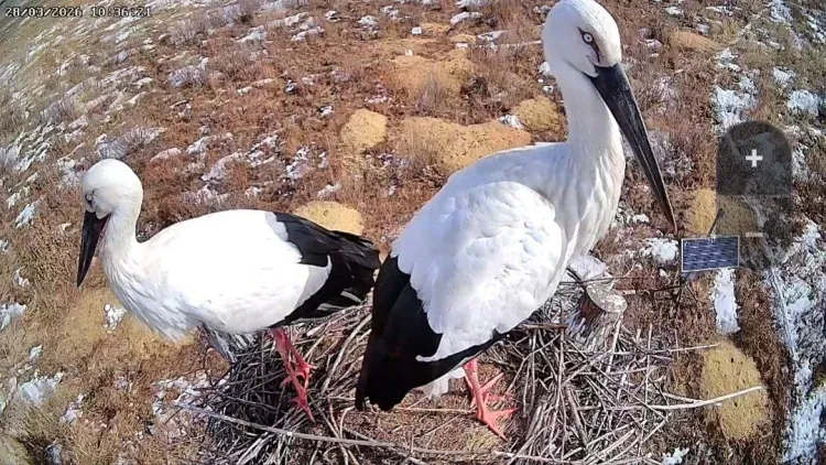 Самец ждал самку две недели: аисты воссоединились в Муравьевском парке в Приамурье