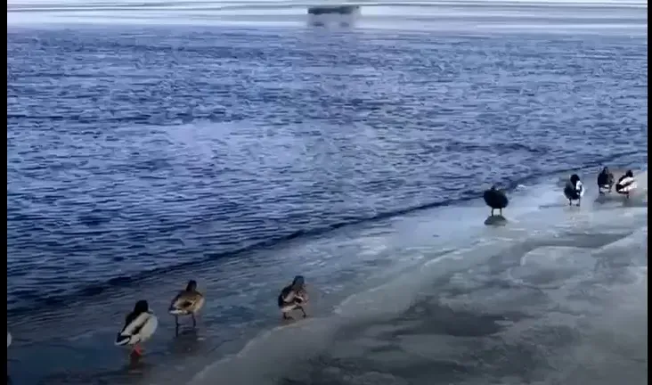 Перелетные птицы скоро вернутся в Россию