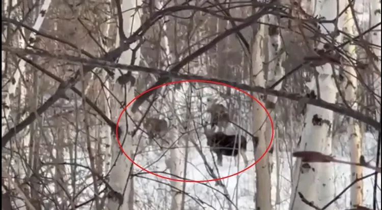 Молодые лоси ходили недалеко от дороги