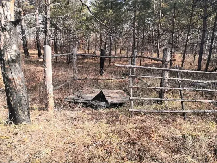 Почти 40 скотомогильников планируют убрать в Приамурье