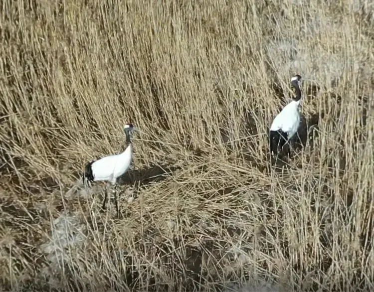 За сбором журавлями материала для гнезда наблюдали в Приамурье