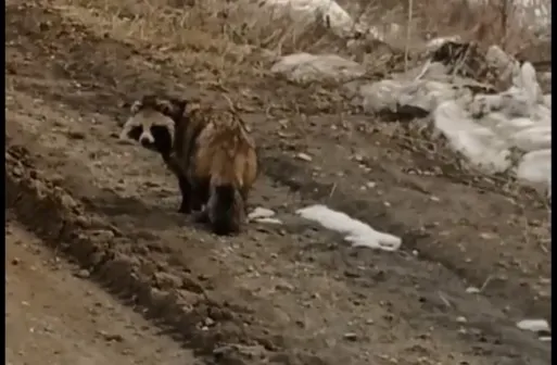 Енотовидная собака вышла на дорогу