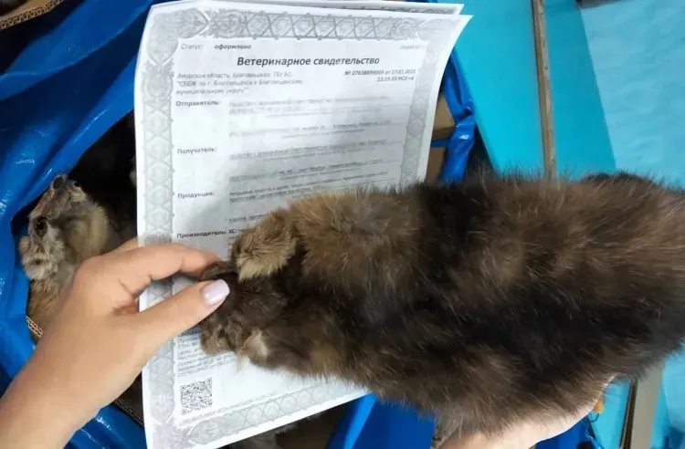 Пушнину отправили на международный аукцион из Приамурья