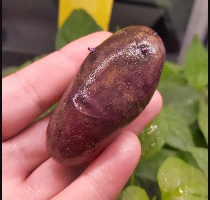 Мини-картофель подарила детскому технопарку жительница Благовещенска