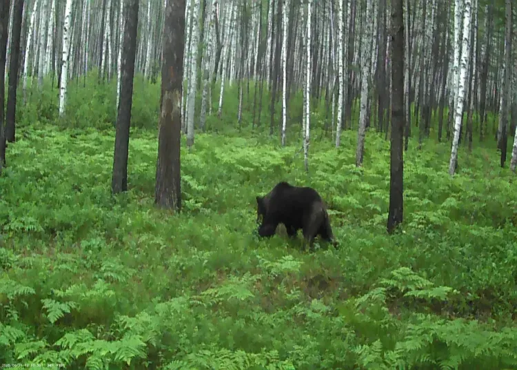 Медведи "без штанишек" проснулись от зимней спячки