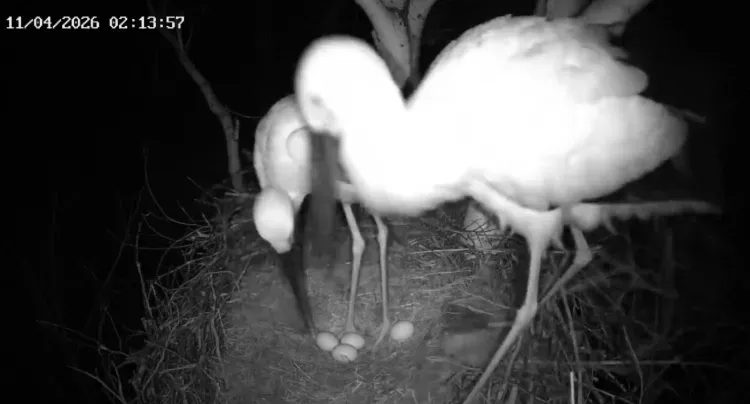 Хоррор и яйцо на Пасху: у аистов Амур и Зея в Приамурье выдался необычный вечер